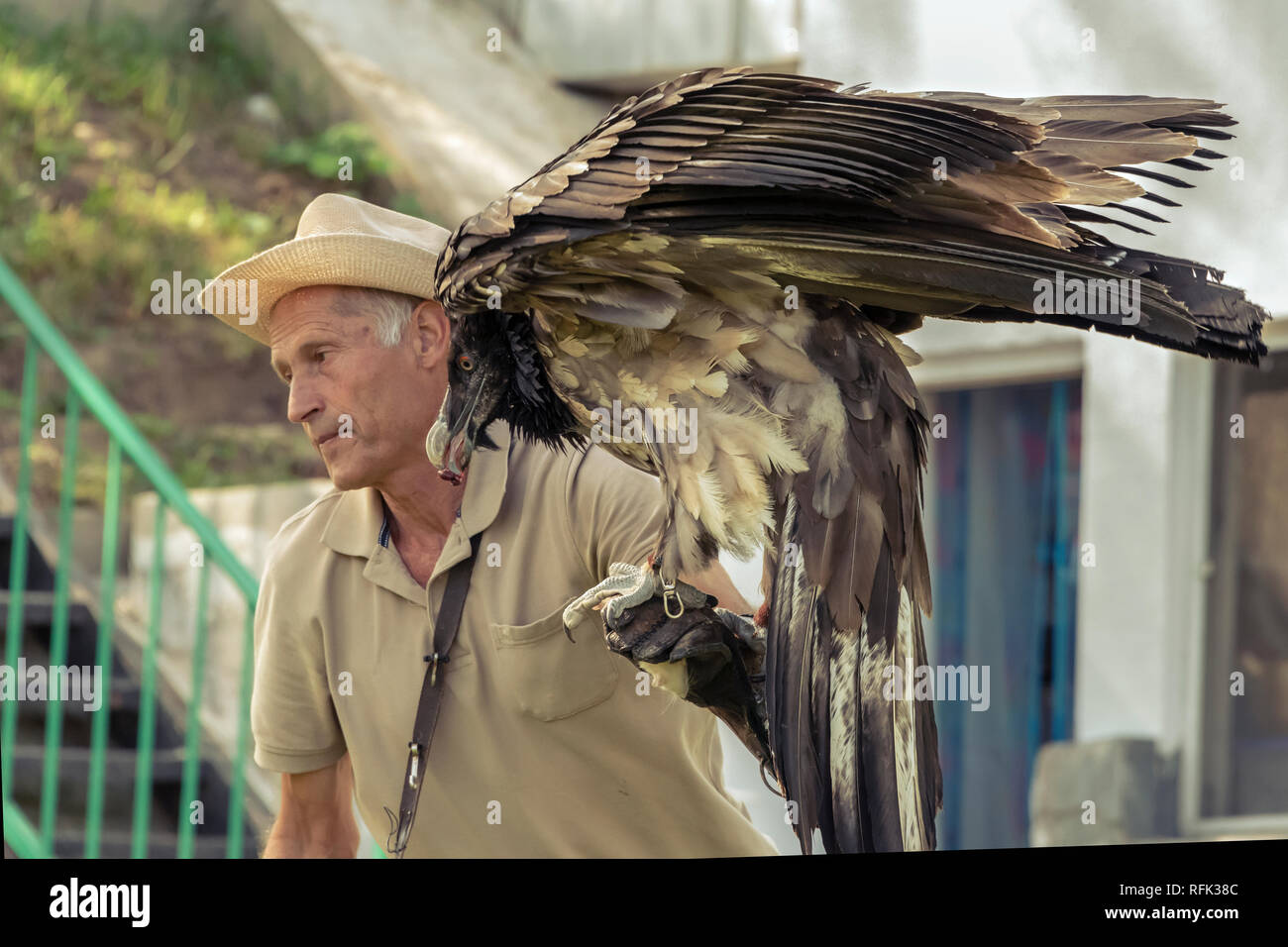 Pavel Pfander, eagle trainer con Lammergeir (Gypaetus barbatus) sul suo braccio, Sunkar Falcoln Centro, Almaty, Kazakhstan. Foto Stock