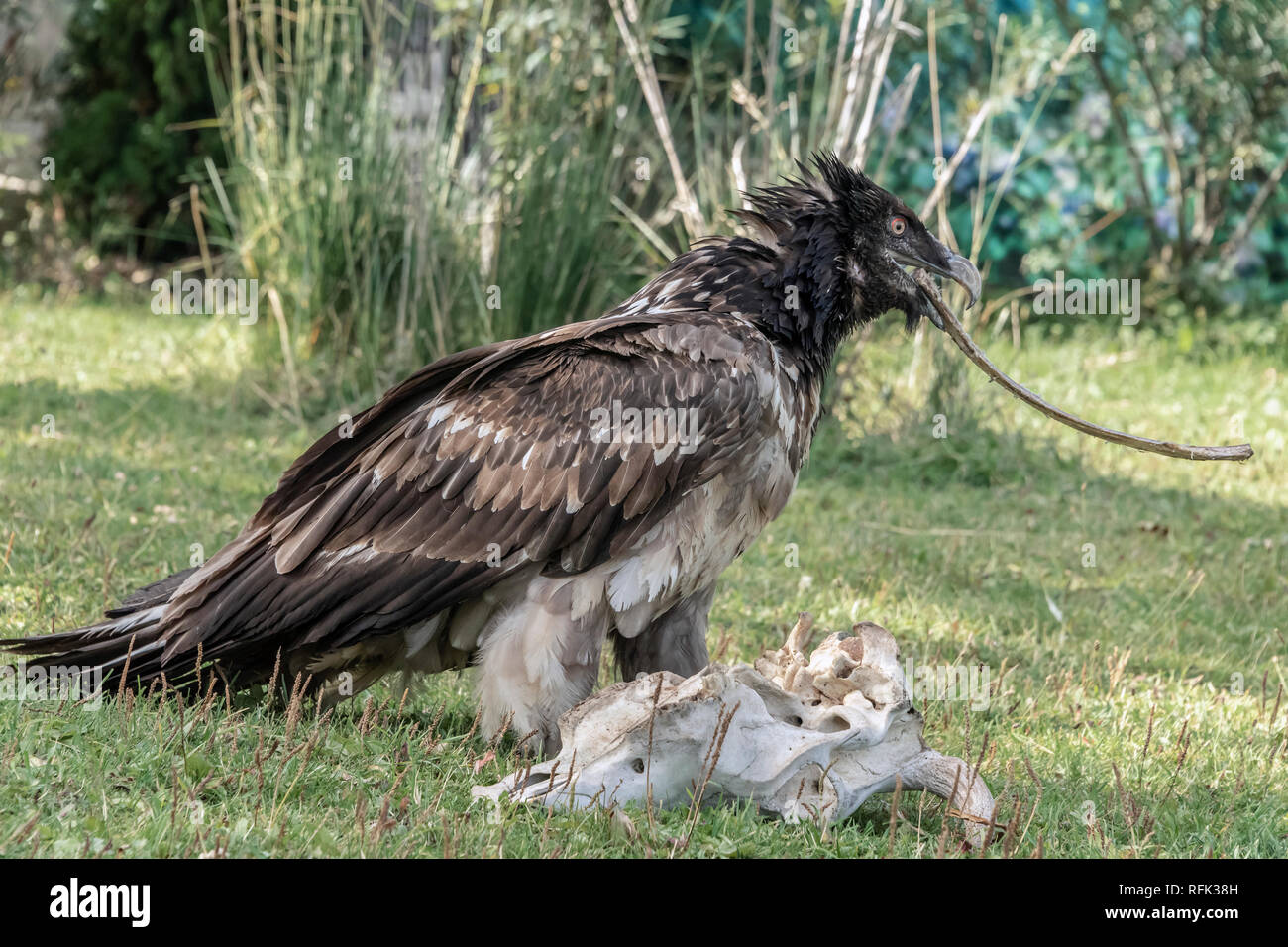 Lammergeir (gipeto, Gypaetus barbatus) tenendo su una nervatura osso, Sunkar Centro dei falchi, Almaty, Kazakhstan Foto Stock