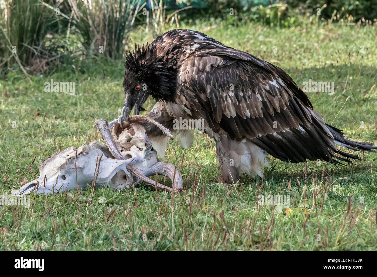 Lammergeir (gipeto, Gypaetus barbatus) con un osso nel suo becco, Sunkar Centro dei falchi, Almaty, Kazakhstan Foto Stock