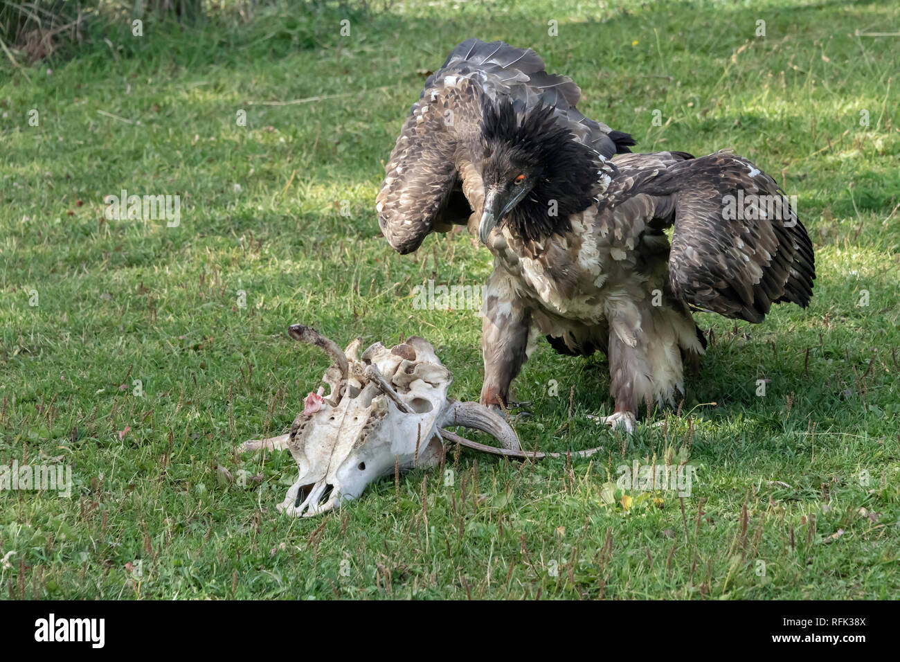 Lammergeir (gipeto, Gypaetus barbatus) da una pila di ossa, Sunkar Centro dei falchi, Almaty, Kazakhstan Foto Stock