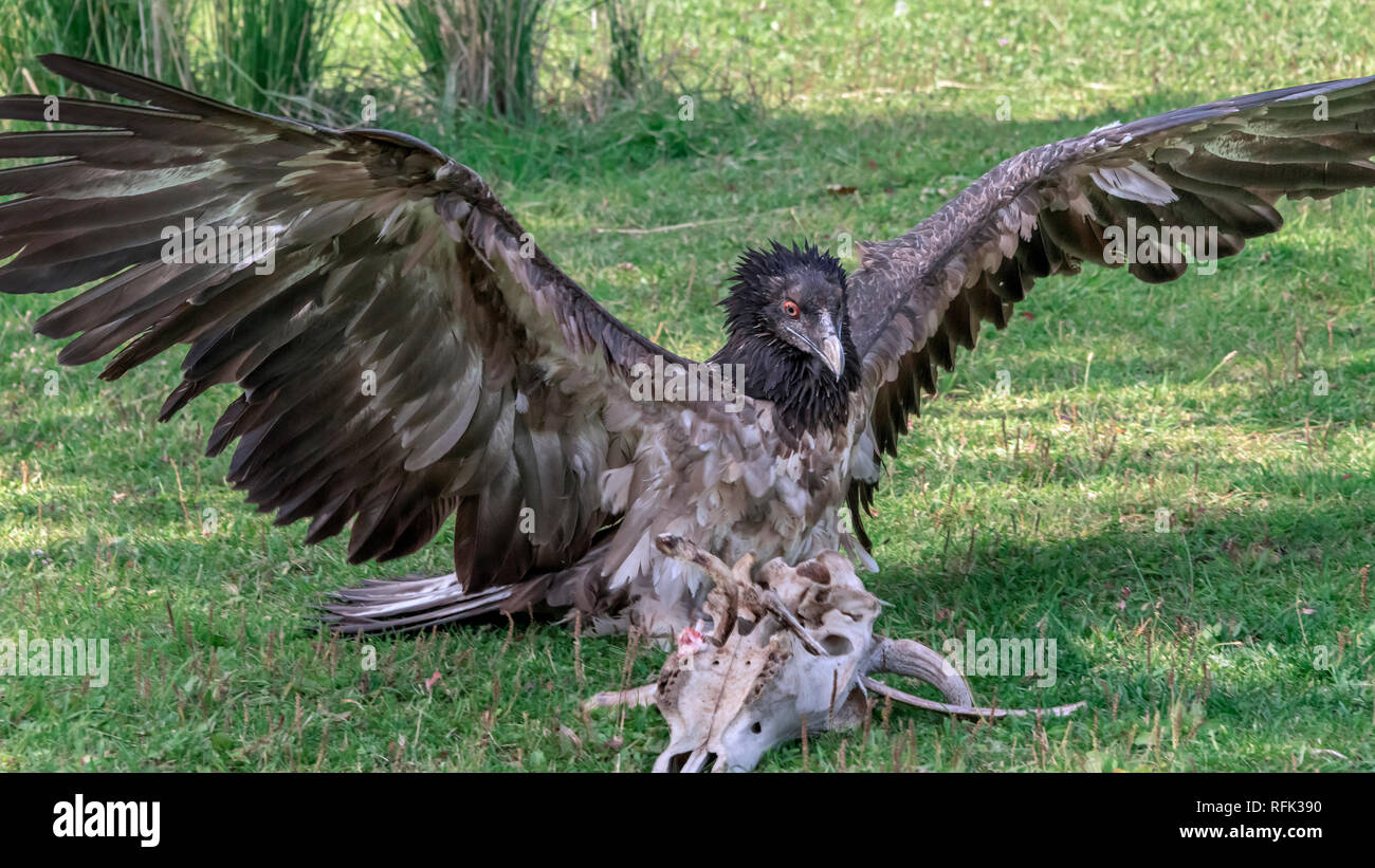 Lammergeir (gipeto, Gypaetus barbatus) alimentazione su ossa, Sunkar Centro dei falchi, Almaty, Kazakhstan Foto Stock