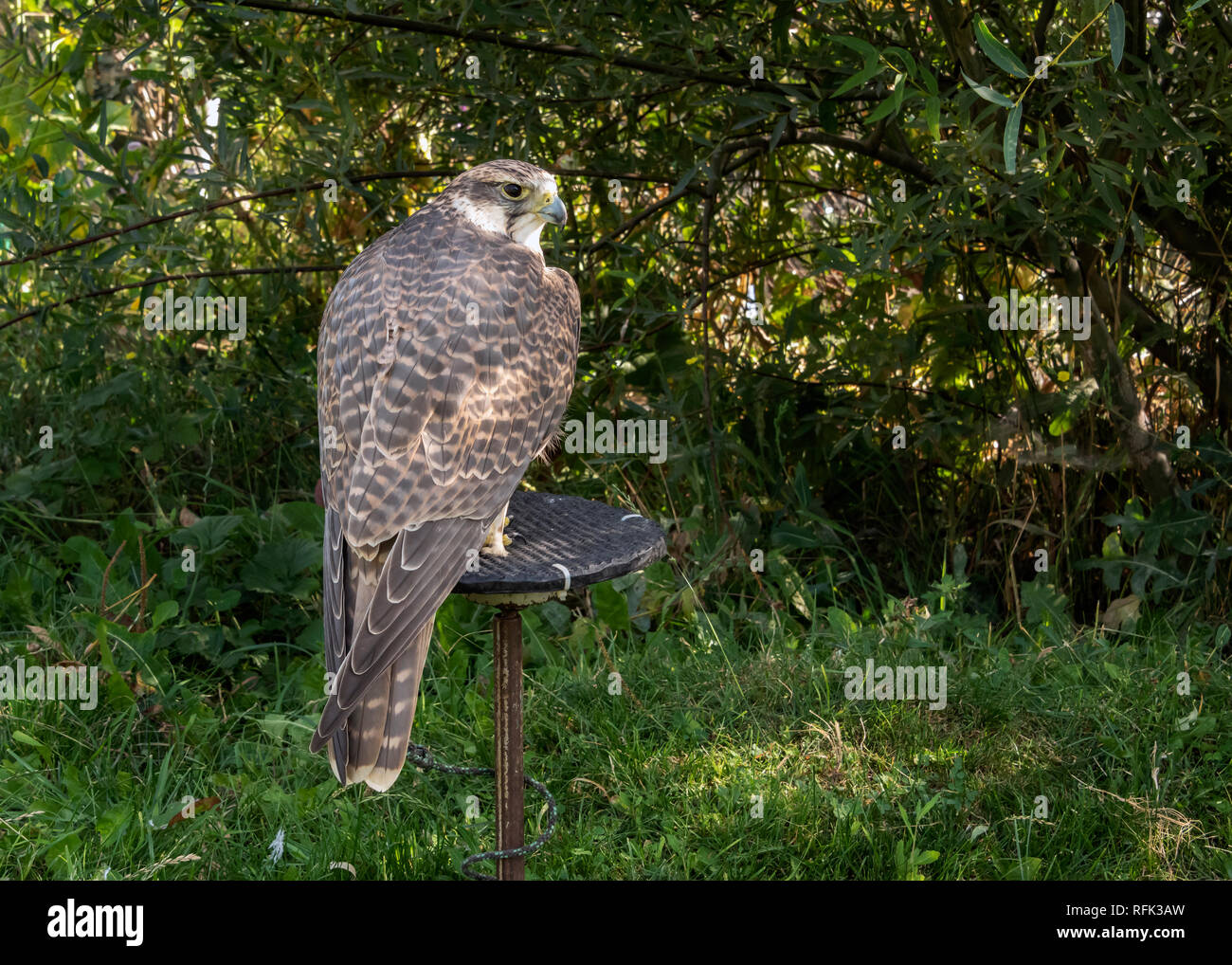 Captive gyr falcon (query Falco rusticolus), Sunkar Centro dei falchi, Almaty, Kazakhstan Foto Stock