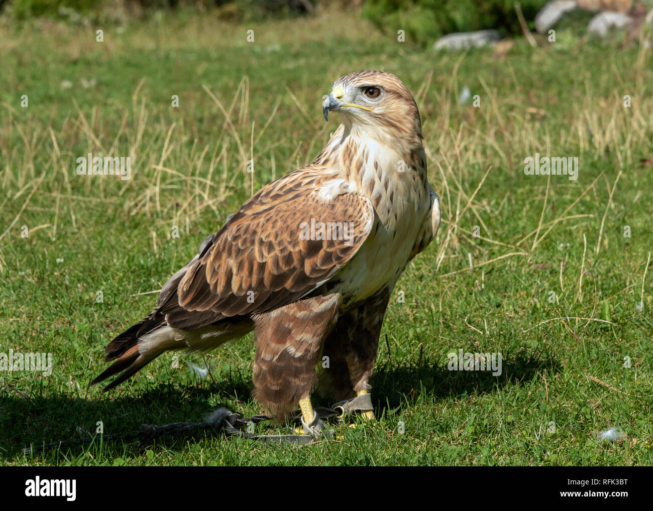 Captive ruvida zampe hawk (query Buteo lagopus), Almaty, Kazakhstan. Foto Stock