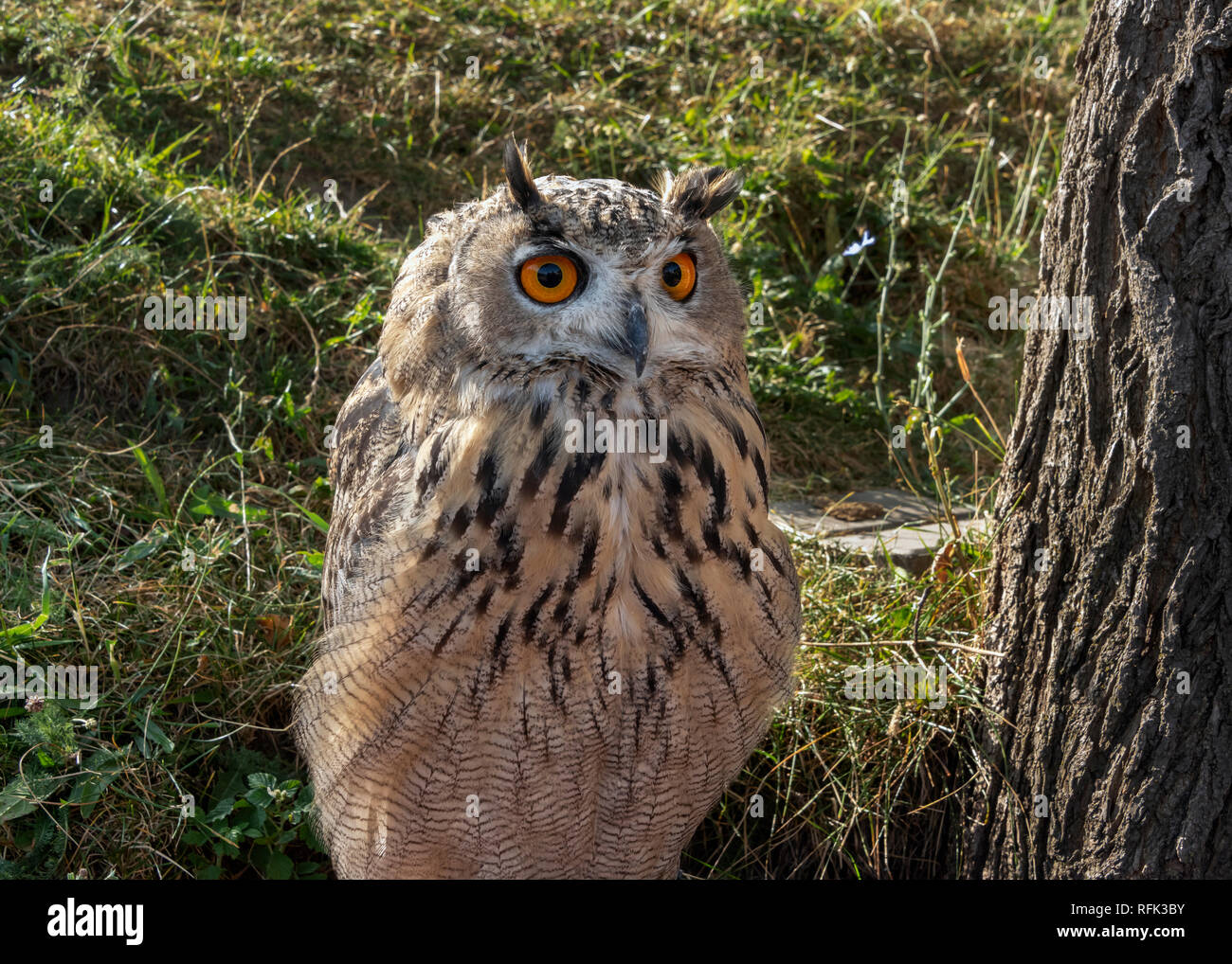 Gufo reale (Bubo bubo), Almaty, Kazakhstan Foto Stock
