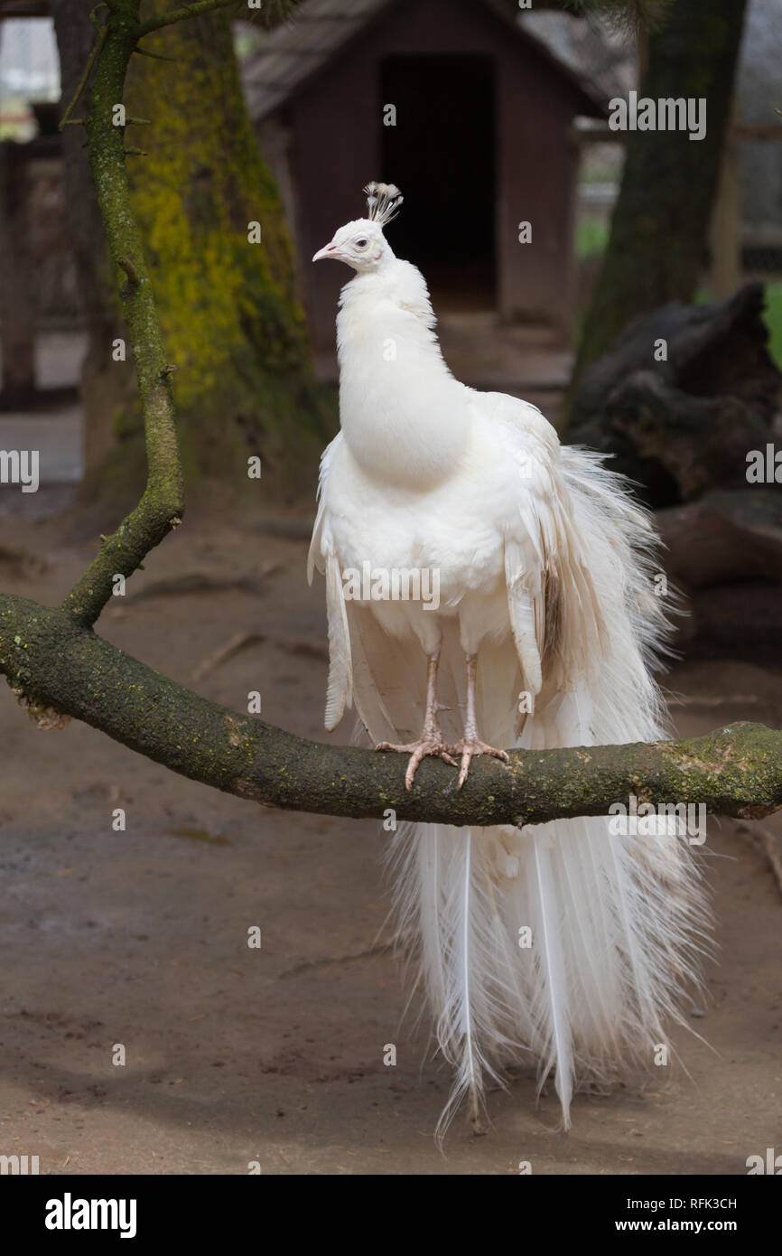Piume bianche realistiche. Piumaggio di uccelli,: immagine vettoriale stock  (royalty free) 1438247114