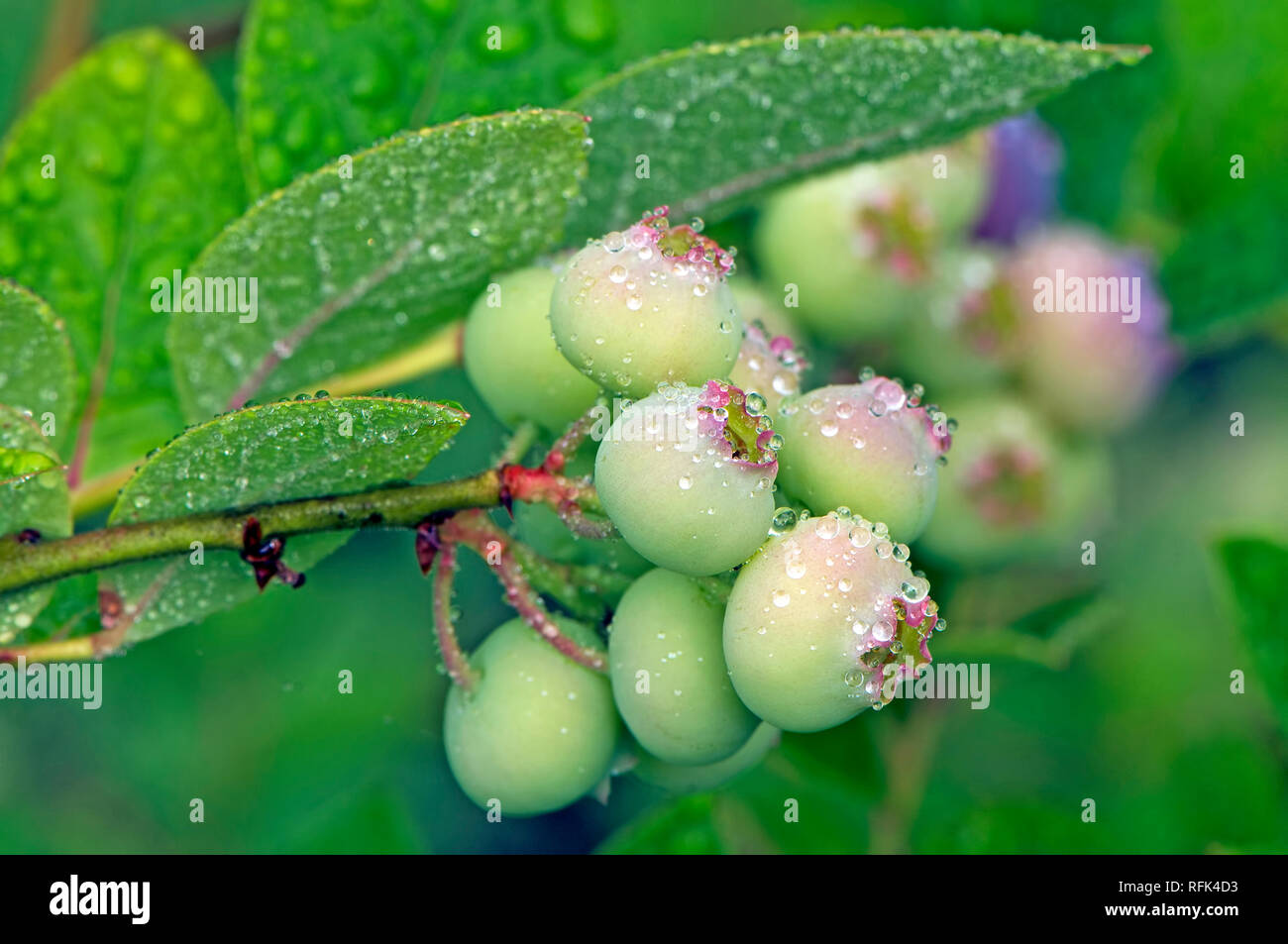 Primo piano di un mazzetto di acerbe highbush settentrionale mirtilli (Vaccinium corymbosum) sulla boccola con gocce di pioggia. Foto Stock