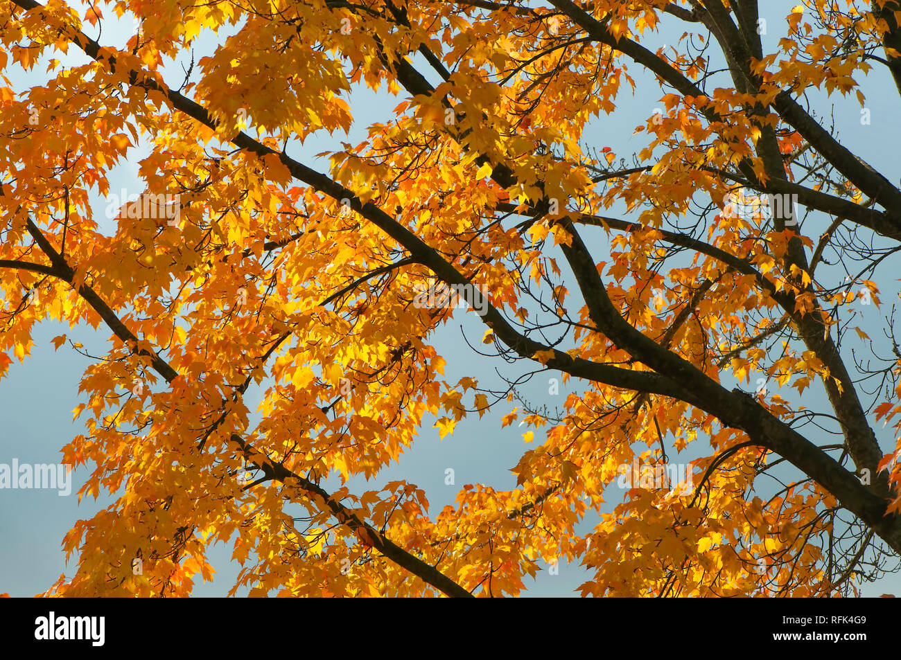 Rami e foglie d'oro di un albero di Acero contro un cielo blu in autunno. Foto Stock