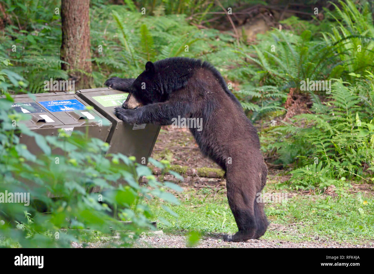 American Black Bear (Ursus americanus) il tentativo di accesso a un cestino dell'immondizia in Coquitlam, British Columbia, Canada. Foto Stock