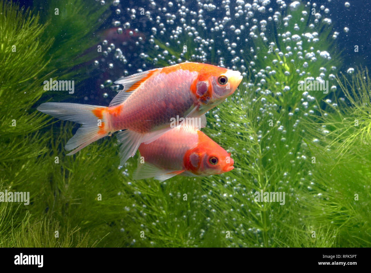 Uno spettacolare pesce Koi con sfondo naturale Foto Stock