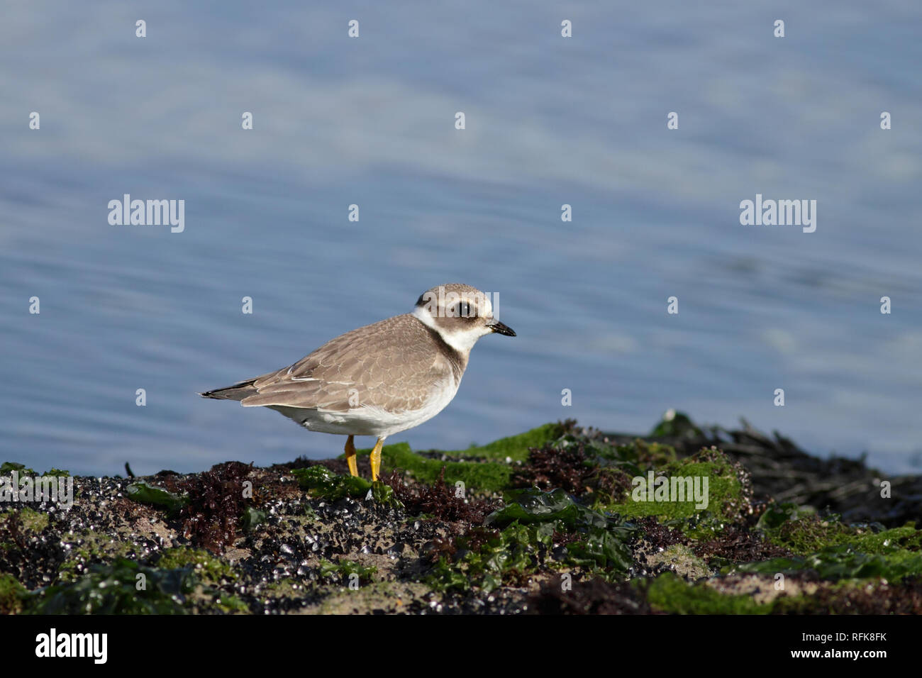 Immagine dettagliata di un piccolo e bellissimo mare bird, plover, durante la bassa marea in un mare del Nord del Portogallo Foto Stock