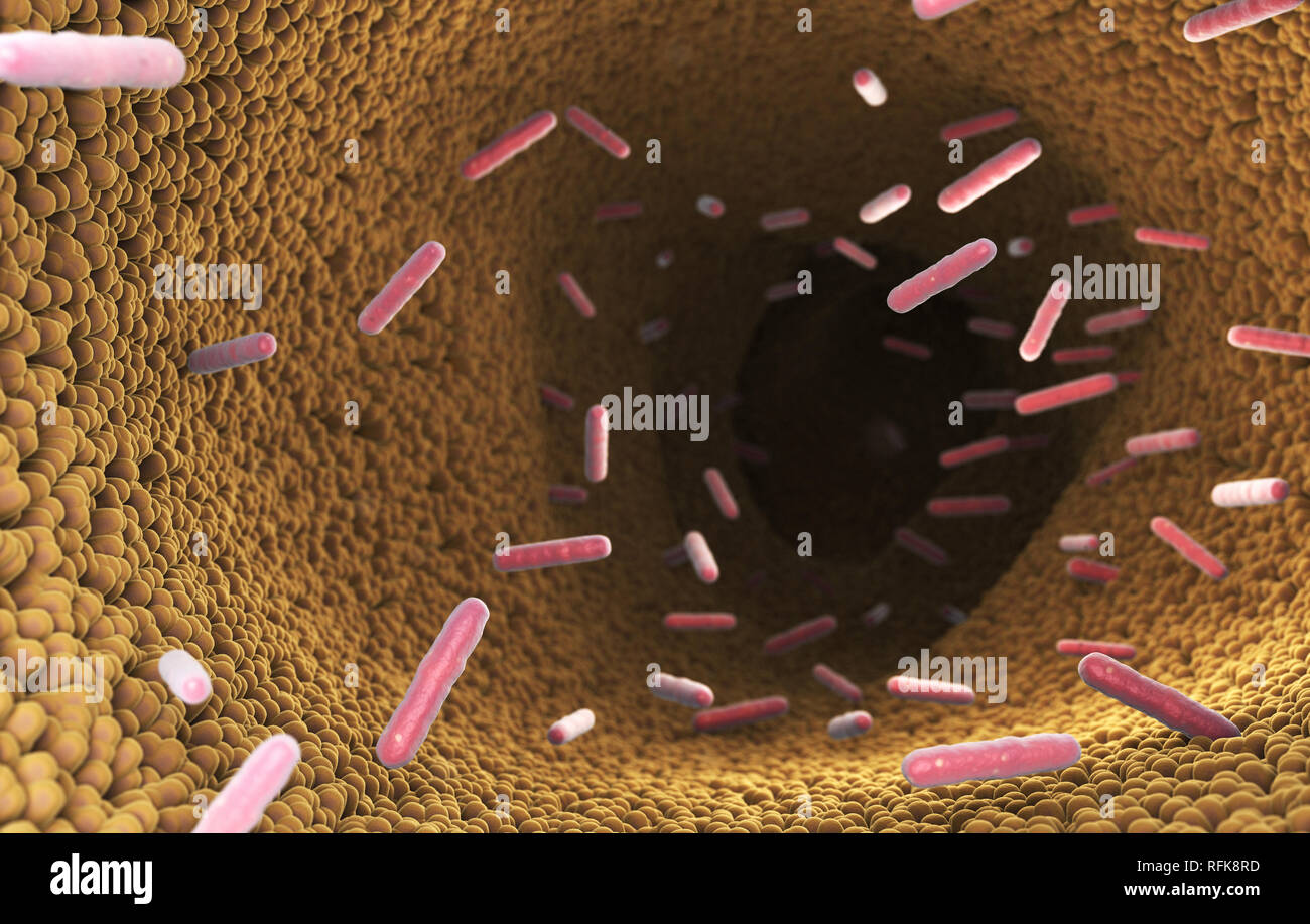 Batteri nell'intestino del sistema digestivo. 3D illustrazione Foto Stock