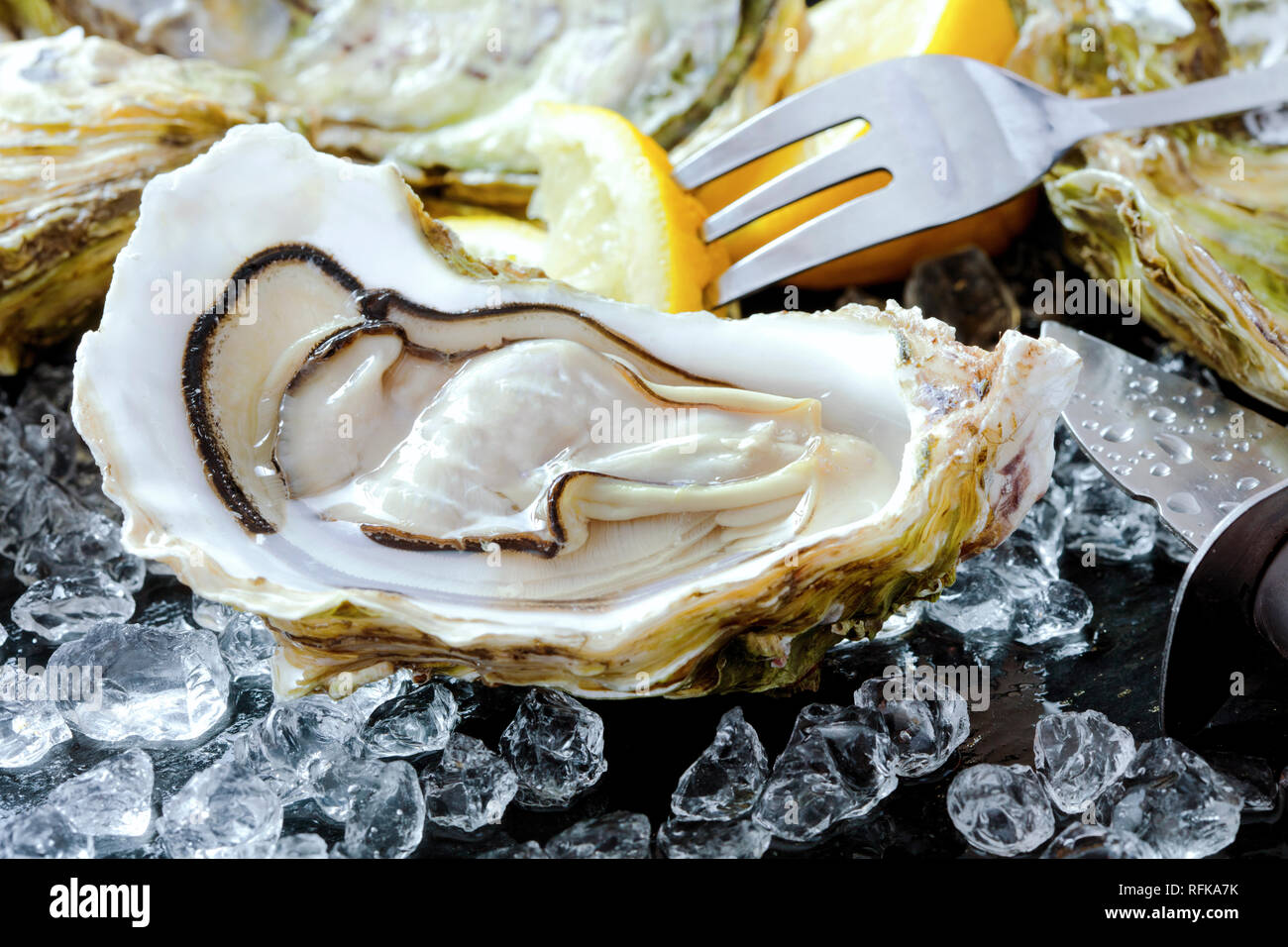 Aprire le ostriche con ghiaccio e limone su sfondo di ardesia Foto Stock