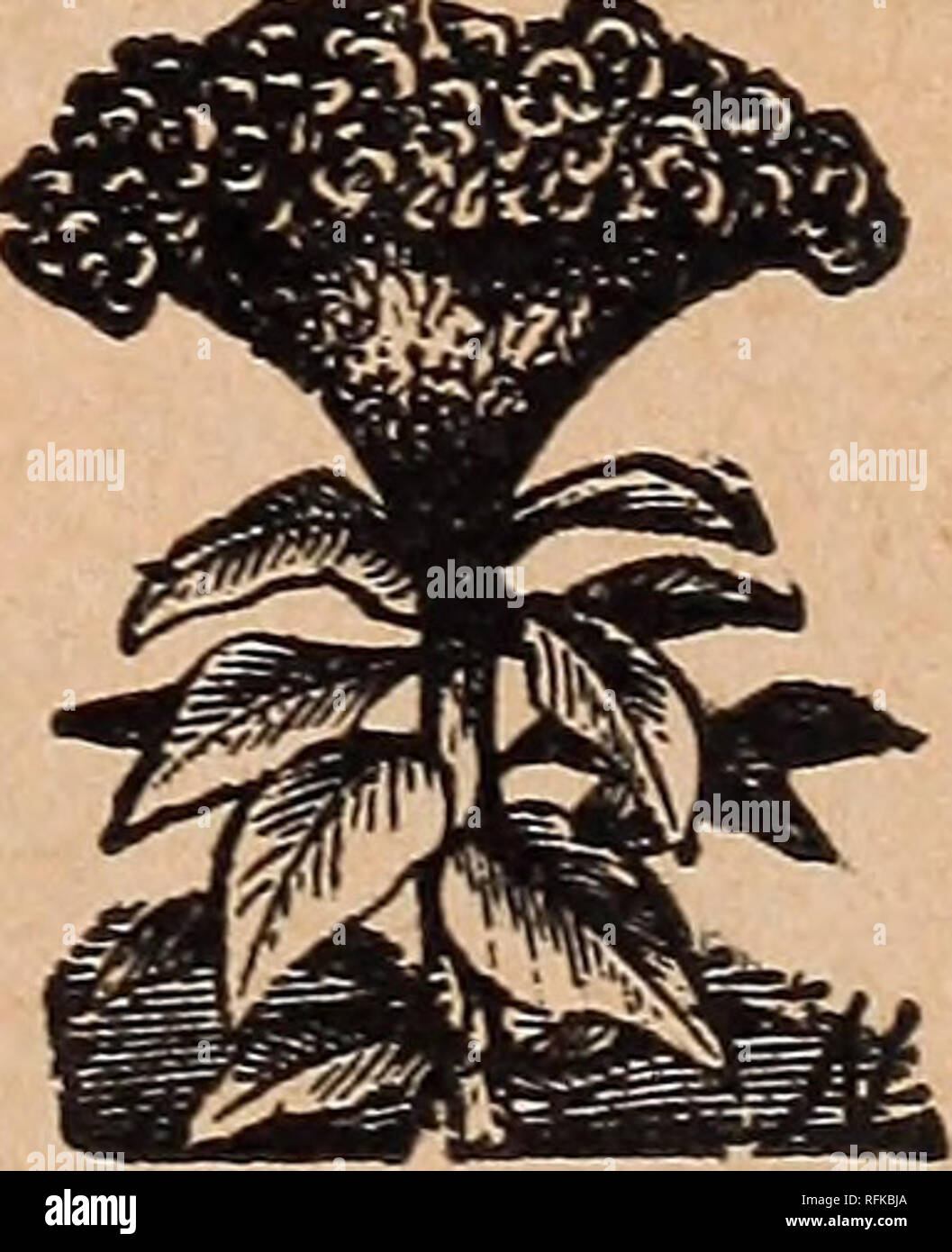 . Pearce di semi, 1896. Vivaio Ontario cataloghi; fiori Semi cataloghi; semi di ortaggi cataloghi; frutto Semi cataloghi. Garofano.. Cresta di gallo.. Si prega di notare che queste immagini vengono estratte dalla pagina sottoposta a scansione di immagini che possono essere state migliorate digitalmente per la leggibilità - Colorazione e aspetto di queste illustrazioni potrebbero non perfettamente assomigliano al lavoro originale. John S. Pearce &AMP; Co; Henry G. vivaio di Gilbert e il commercio di sementi Catalogo Collezione. Londra, Ont. : John S. Pearce &AMP; Co. Foto Stock