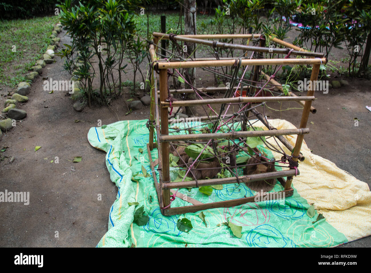 Una foto del baby bradipo dormire in una struttura di bambù realizzato come una scalata degli aiuti per lo sviluppo di esemplari. Jaguar Centro di salvataggio, Puerto Viejo, Costa Rica Foto Stock
