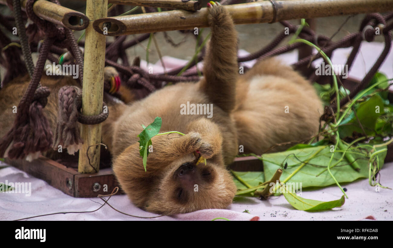 Un primo piano di un adorabile baby bradipo dormire in un bambù den progettato come una scalata degli aiuti per lo sviluppo di bradipi. Jaguar Centro di salvataggio, Costa Rica Foto Stock