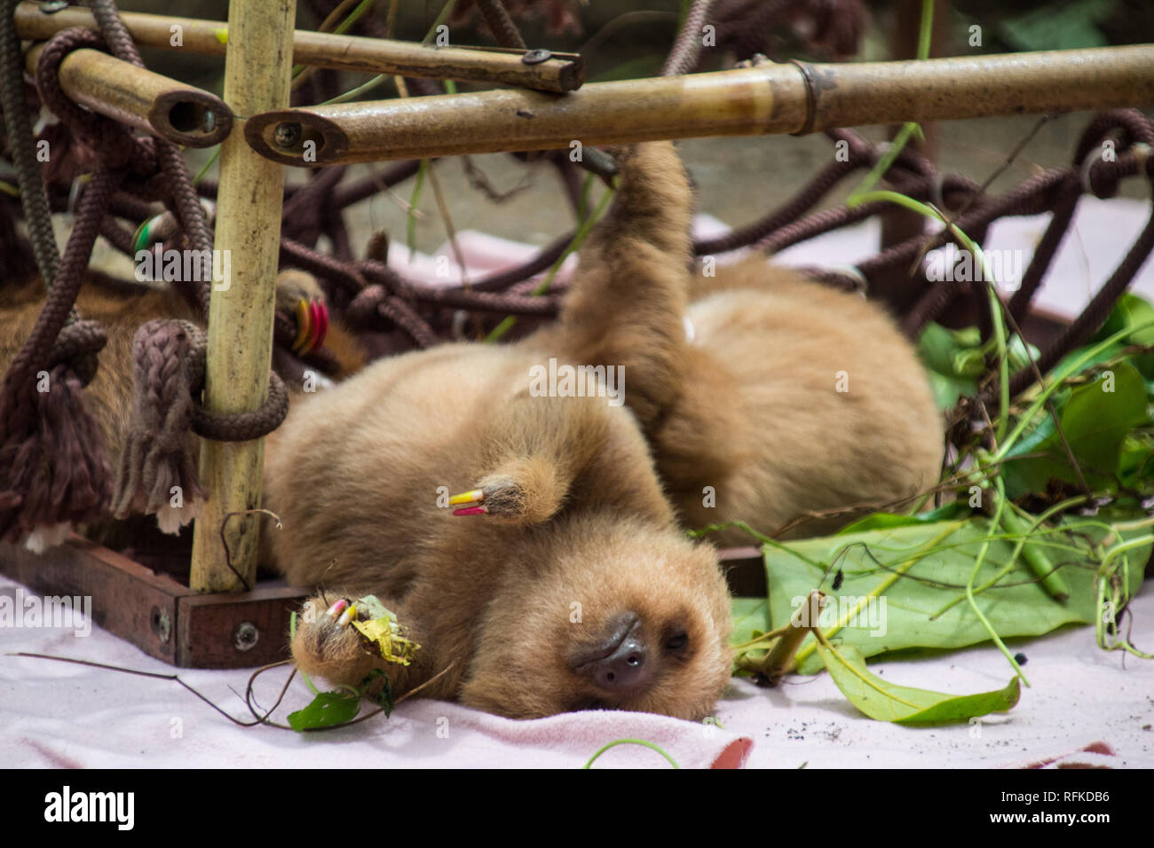 Un primo piano di un adorabile baby bradipo dormire in un bambù den progettato come una scalata degli aiuti per lo sviluppo di bradipi. Jaguar Centro di salvataggio, Costa Rica Foto Stock