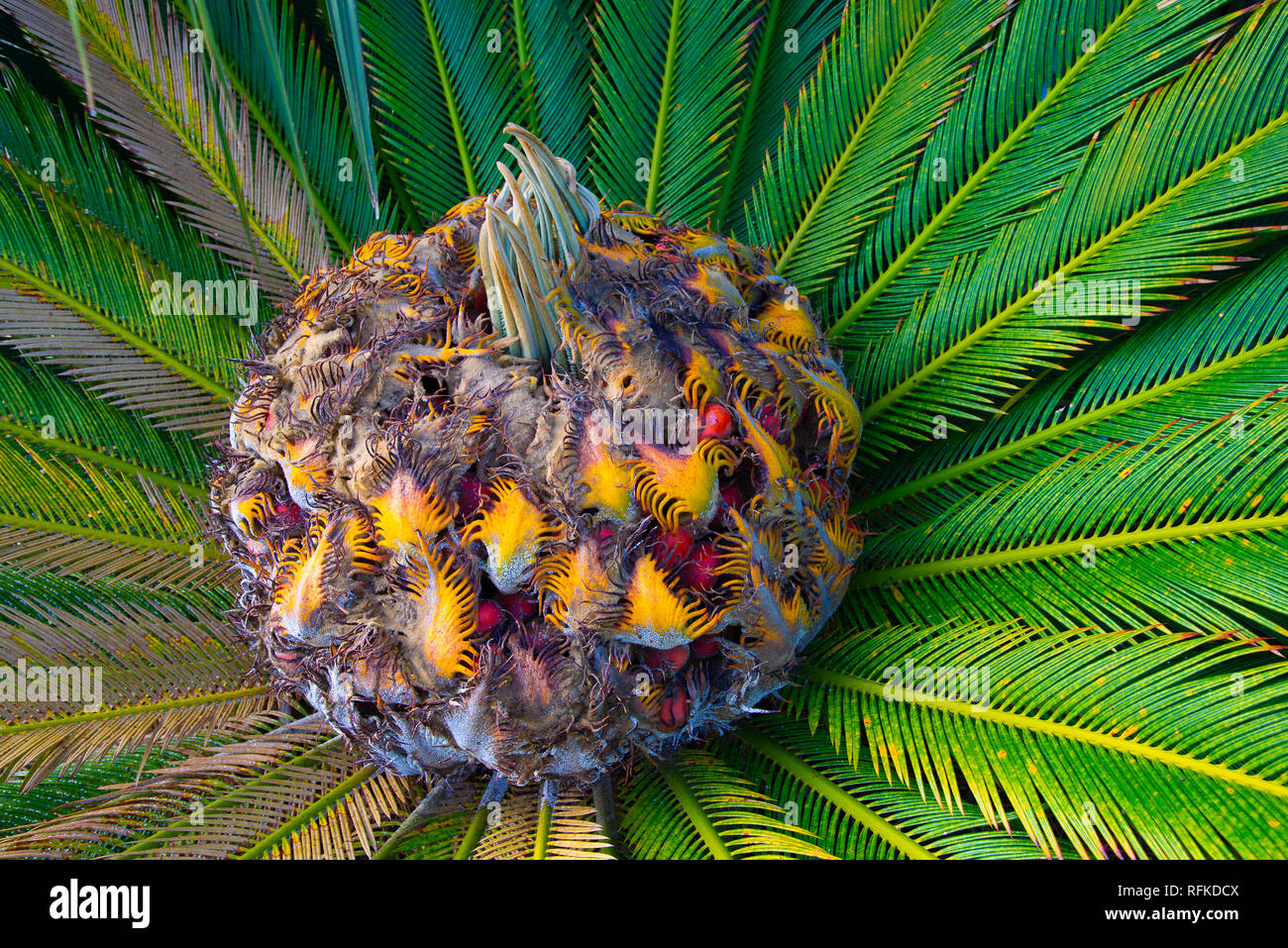 Il sago Palm Centro Distanza media Foto Stock