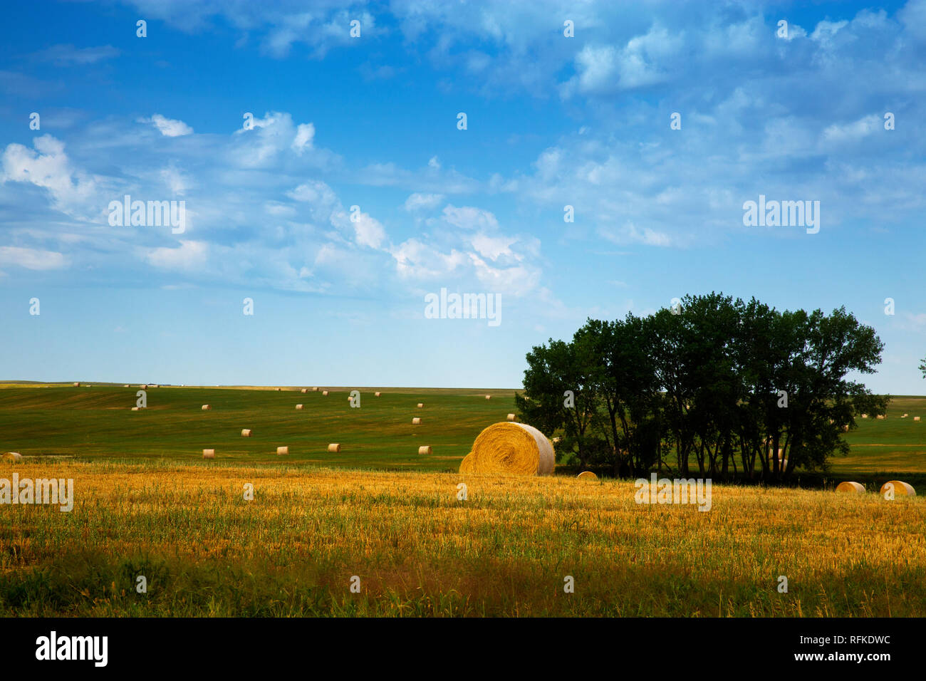 Buffalo Gap National praterie, South Dakota. Balle di fieno nei campi Foto Stock Buffalo Gap National praterie, South Dakota. Balle di fieno nei campi Foto Stock