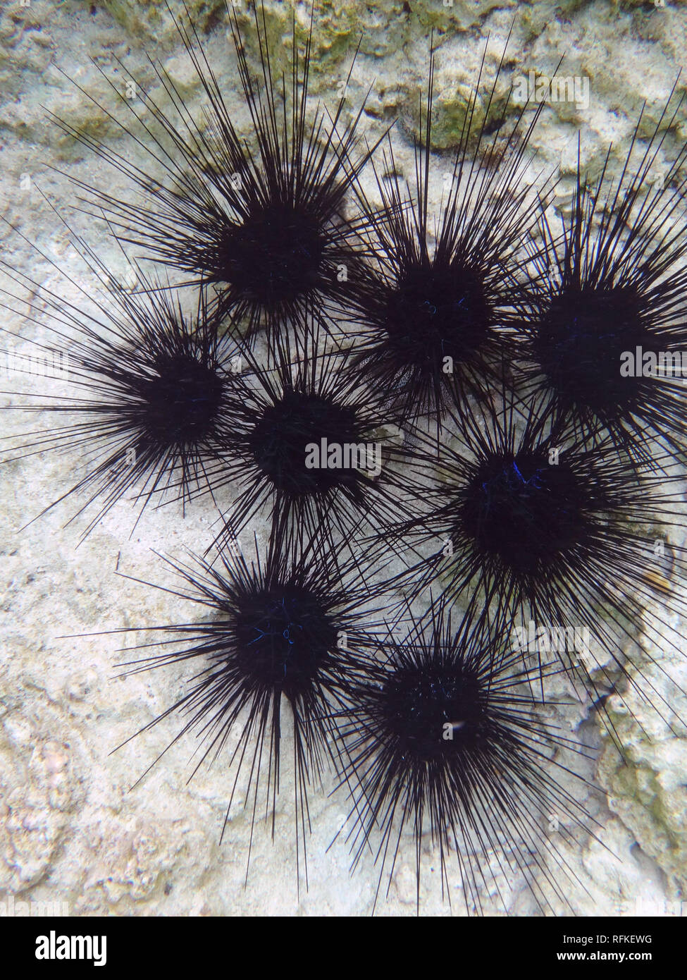 Vista subacquea di nero dei ricci di mare con lunghe punte nella laguna Bora Bora in Polinesia francese Foto Stock