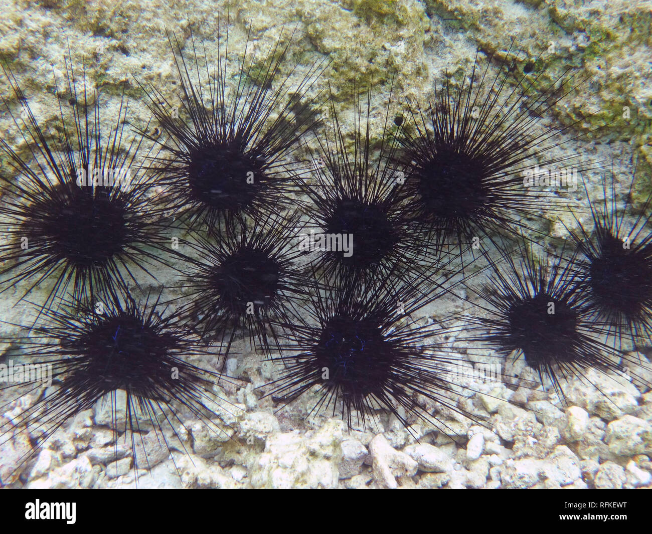 Vista subacquea di nero dei ricci di mare con lunghe punte nella laguna Bora Bora in Polinesia francese Foto Stock