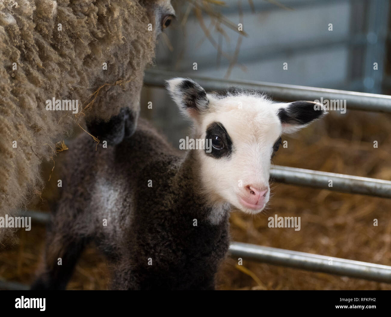 Shetland pecora su una fattoria vicino a Cardington, Shropshire, Regno Unito. Foto Stock
