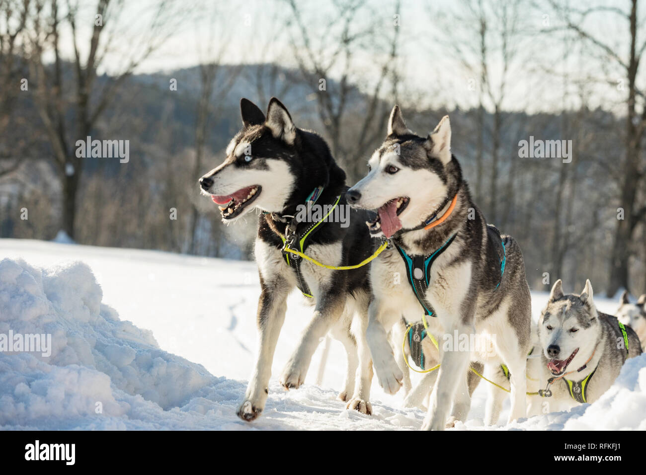 Un team di quattro husky slitte trainate da cani in esecuzione su un deserto nevoso road. Slitta con cani husky in inverno campagna ceca. Cani Husky in un team in inverno Foto Stock