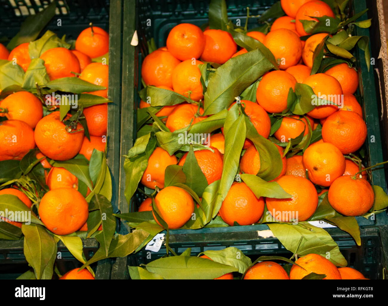 Cestini e ripiani di mandarini all'interno di un negozio. visualizzazione di molti piccoli dolci e mature, arancione agrumi, pronto per essere mangiato e mangiato per snack. guarire Foto Stock