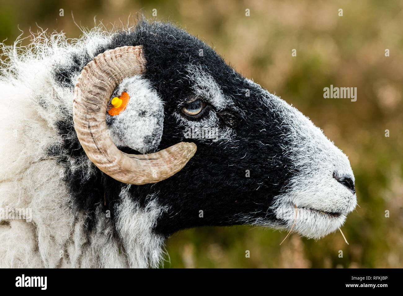 Swaledale pecora in inverno. Aprire la brughiera allevamento collinare in Yorkshire Dales, Inghilterra, Regno Unito.Swaledale pecore sono una comune razza di pecore in North Yorkshire Foto Stock