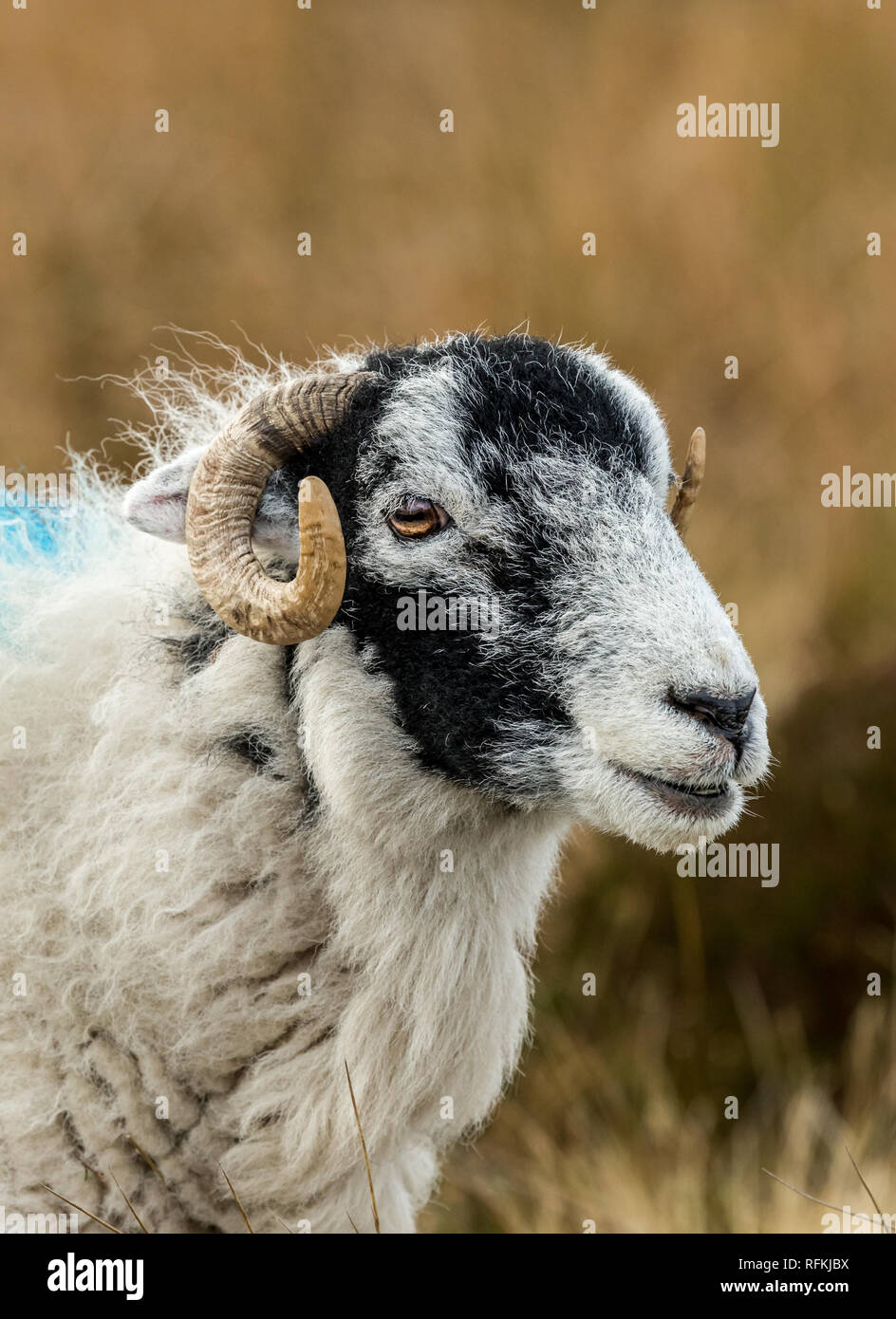 Swaledale pecora in inverno. Aprire la brughiera allevamento collinare in Yorkshire Dales, Inghilterra, Regno Unito. Swaledale pecore sono una comune razza di pecore in Nord Yorks Foto Stock