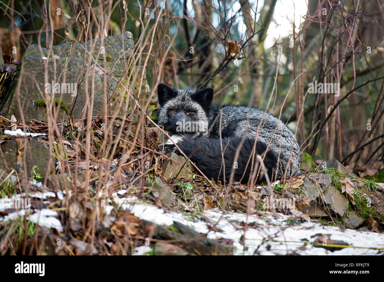 Captive silver fox (melanistic forma di Red Fox - Vulpes vulpes vulpes) al film Kroschel Centro faunistico vicino Haines AK Foto Stock