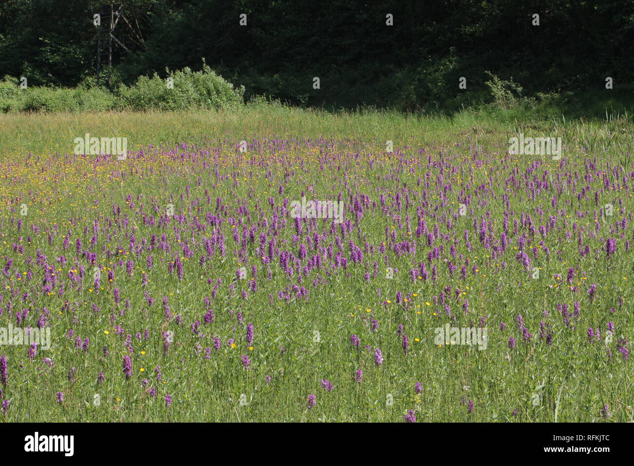 Prato di orchidee nella zona della Ruhr della Renania settentrionale - Vestfalia, Germania Foto Stock