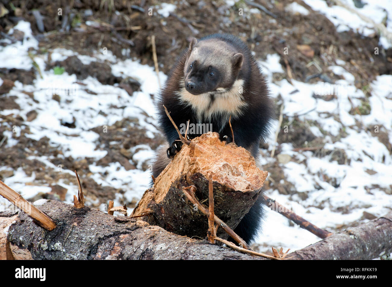Captive wolverine Foto Stock