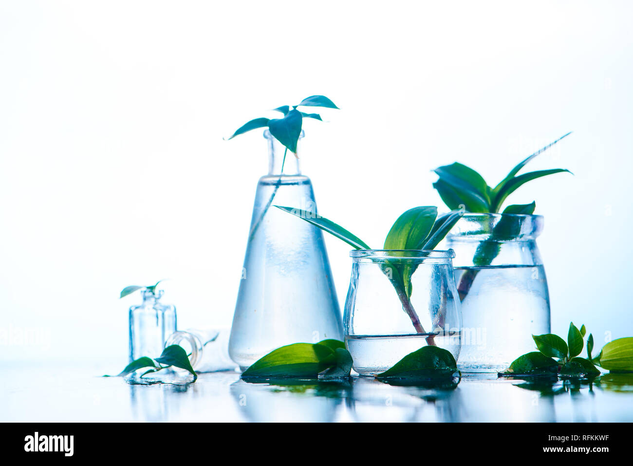 Piante verdi in vasetti di vetro testata. La chiarezza e la freschezza concetto con foglie e acqua. Sfondo luminoso con spazio di copia Foto Stock