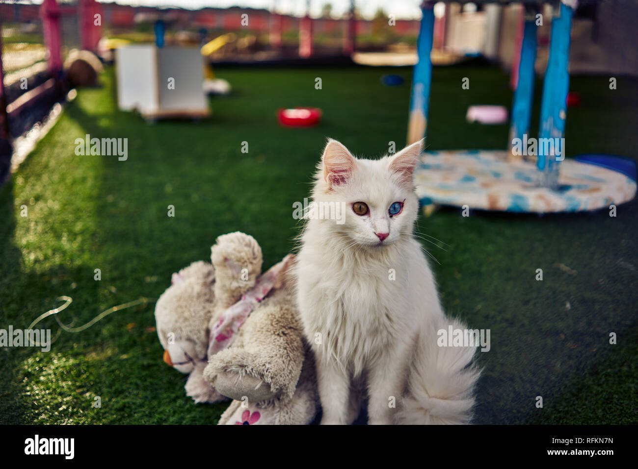 Famoso gatto furgone con orso giocattolo a Van, Turchia. Hanno due occhi di colore diverso e pellicce bianche e morbide. Foto Stock