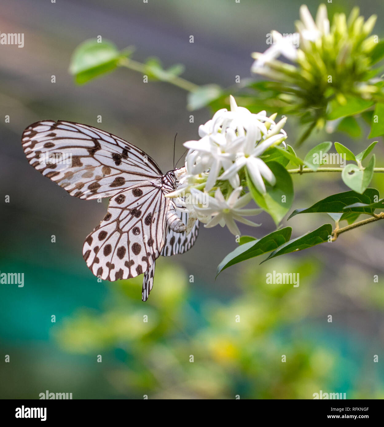 Piccola Ninfa di legno butterfly shot in un giardino delle farfalle Foto Stock