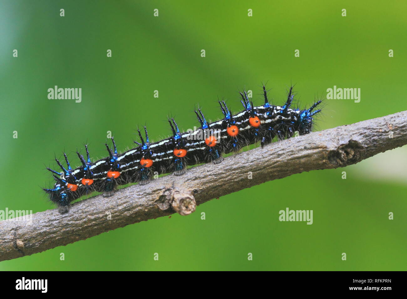 Caterpillar nero su sfondo verde, la fotografia macro Foto Stock