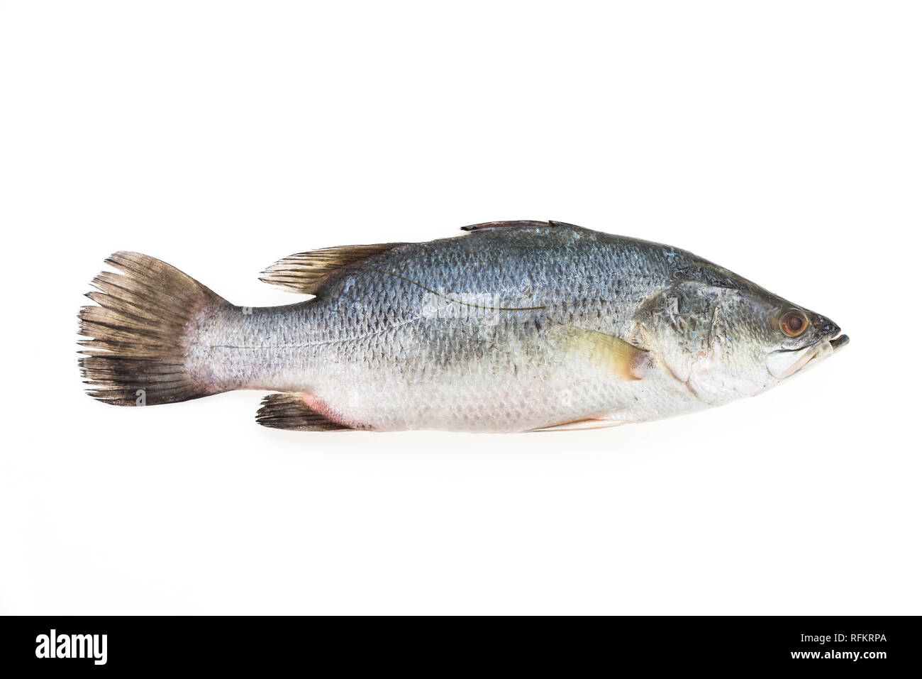 Fresca di mare Pesce bass isolati su sfondo bianco Foto Stock