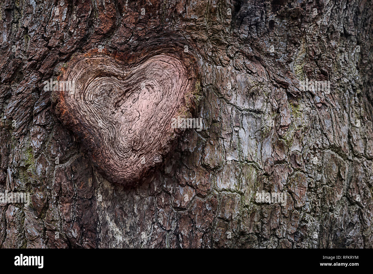 In prossimità di una sezione trasversale di una quercia di filiali, mostrando a forma di cuore ad anelli annuali. Corteccia di albero di sfondo. Tempo dimostrare - la vita lungo il concetto di amore. Foto Stock