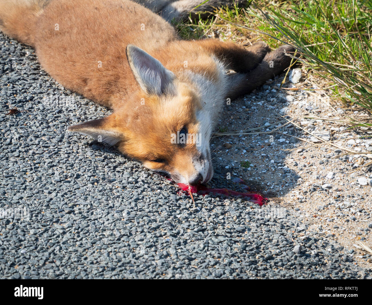 Un giovane volpe ucciso da un veicolo che si trova sul lato della strada. Il sangue fluisce dalla sua testa. Foto Stock