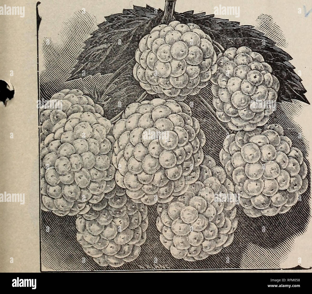 . Catalogo descrittivo di frutta e di alberi ornamentali, vigne, sempreverdi, di arbusti, rose, ecc. Vivai (orticoltura) North Carolina Pomona cataloghi; alberi da frutto piantine Cataloghi Cataloghi di frutta; piante ornamentali, cataloghi. iceberg. Il nuovo Blackberry bianco. Il paradosso del mondo della frutta. Un sciemtifi- calmente allevati, provviste di pedigree berry. Sollevate dal Luther Burbank, la "Procedura guidata di Horticul- ture, '' il cui hanno provenienze di fama mondiale e il valore. Il seguente è il Sig. Bur- proprio della banca la descrizione e la sua precisione saranno documentati da tutti coloro che lo conoscono, come egli è lodevolmente conser- vati Foto Stock