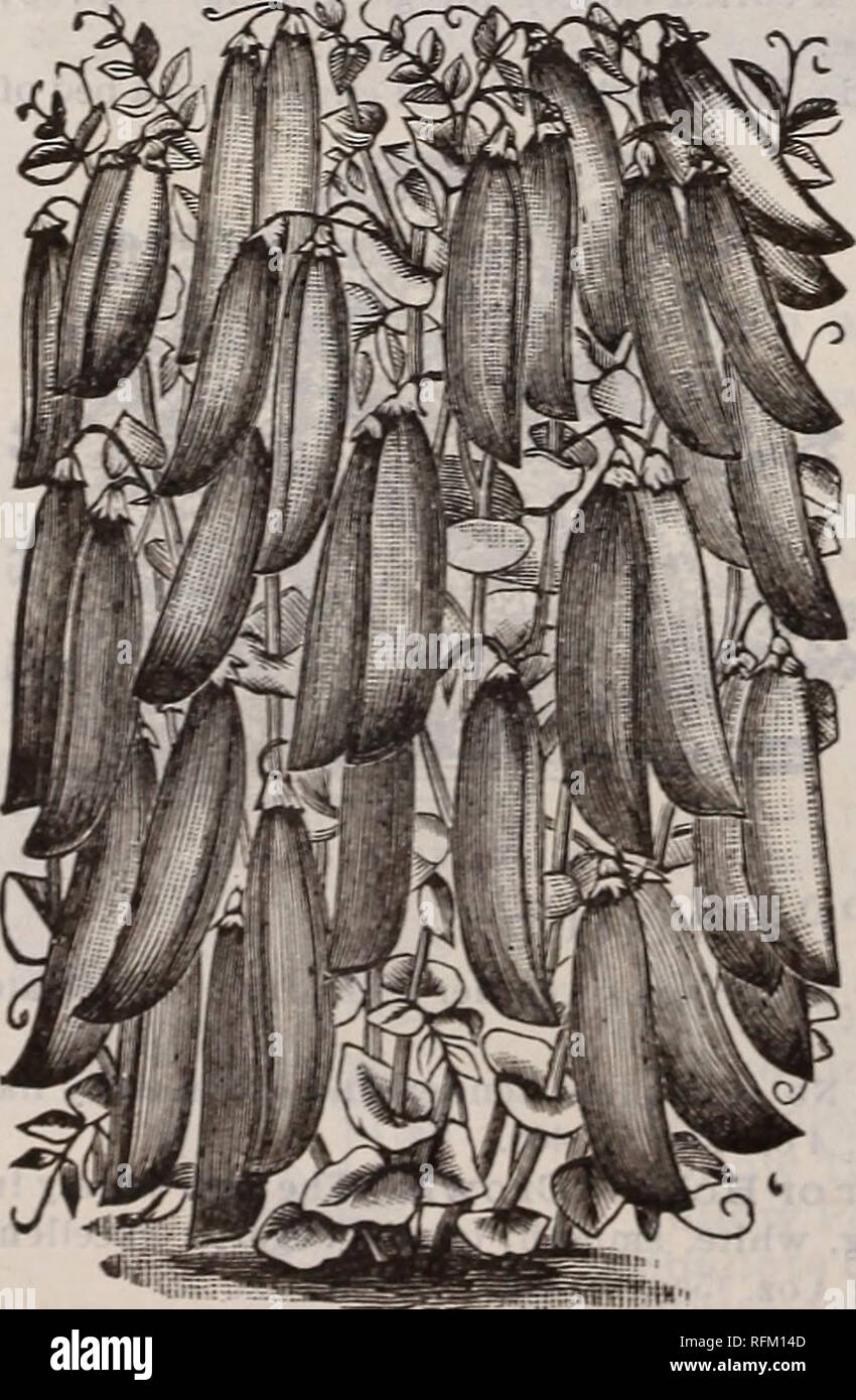 . Il Henry Philipps Sementi e implementare Co. : Giardino, Campo e semi di fiori. Semi di ortaggi cataloghi; semi di graminacee cataloghi; attrezzature da giardinaggio e fornisce cataloghi; fiori Semi cataloghi; cataloghi commerciali Ohio Toledo. Fiducia WELI, POSTO. Philipps' Extra Vertice precoce pisello. Più redditizio il segnale di PEA per giardinieri di mercato a crescere, questo ulteriore vertice precoce pisello è un attenta selezione dei nostri e sarà trovato del tutto distinto e superiore a qualsiasi altro. Nel collo del bocchettone e gara per la produzione di prima classe piselli (ogni seedsman naturalmente adopera- ing per avere il più presto), abbiamo rivendicazione t Foto Stock