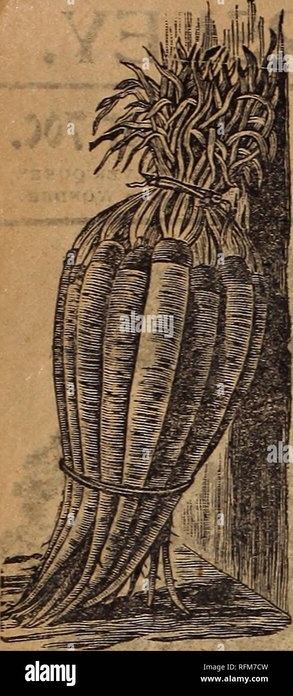 . Agriturismo e guida floreale. Vivai (orticoltura) Minnesota Cataloghi Cataloghi di frutta; semi di fiori cataloghi; piante ornamentali, cataloghi; attrezzi agricoli cataloghi. 32 L. L.PUÒ&amp; CO. ST. Paolo, DCIM.. Tarassaco. Tedesco-Soroenjaljn. Francese-Pissenlit. Spagnolo-Amargon. Americano-migliorato lo standard ordinare questo è un ardito pianta perenne, somigliante a indivia e permettersi uno dei primi e più salutare verdi a molla o insalate. Seminare in primavera in Trapani 12. apal t e sottile fuori a 6. in Trapani; la primavera seguente sarà adatta per l'uso. Le radici quando essiccato e torrefatto, Foto Stock