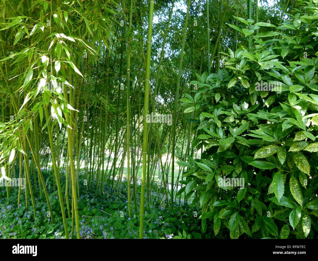 Bambous Au Jardin Albert Kahn. Foto Stock