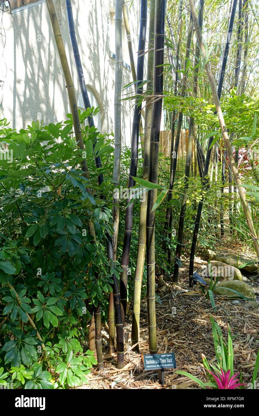 Bambusa lako "Timor orientale" nero - Marie Selby Botanical Gardens - Sarasota, Florida - Foto Stock