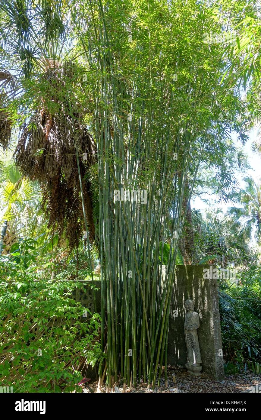 Bambusa textilis - Marie Selby Botanical Gardens - Sarasota, Florida - Foto Stock