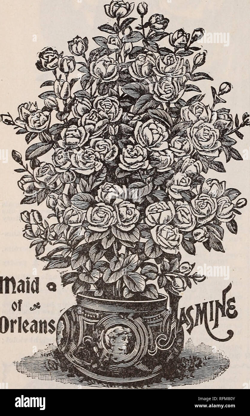 . Il Geo. H. Mellen Co. : 1899. Vivaio Ohio cataloghi; lampadine (piante) cataloghi; fiori Semi cataloghi; piante ornamentali, Cataloghi Cataloghi di frutta. Madame Bruant.. iiiiiiiiiiiiniiiiiiiiiiiiiiiiiiiiiiiiiiiiiiiiiiiiiiiiiiiiiiiiiiiiiiiiiiiii JASniNES. Il gelsomino è un preferito serra o pianta di casa ovunque a nord, mentre a sud è perfettamente hardy. È l'idolo di poeti e uno dei fiori dolcissimi. Tra le specie si trovano ugualmente auspicabile soggetti per decorare la serra e il bordo della porta, combin- ing in ogni istanza di libertà e di eleganza con th Foto Stock