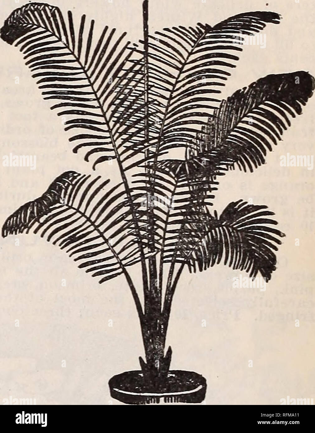. Gemme floreali. Vivai (orticoltura) Ohio Springfield cataloghi; piante ornamentali, cataloghi; fiori cataloghi; lampadine (piante) Cataloghi. ARECA LUTESCENS. Ora sono indispensabili in tutte le decorazioni, se per appartamenti, conservatori, o per letti tropicale in estate. Il seguente è un elenco di selezionare i migliori tipi, e quelli che sono meglio adattata per la casa della cultura. 1VOTICE-può essere bene a dichiarare qui che le piante giovani non assomigliano alla illustrazione dato, come esse non mostrano il loro carattere foglie fino al secondo o terzo anno, in modo che quando si ottiene il vostro Palm piante e vedere lon Foto Stock