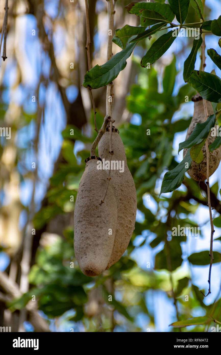 Ramo di kigelia pinnata o africano di salsiccia con struttura ad albero non è commestibile frutti pendenti Foto Stock