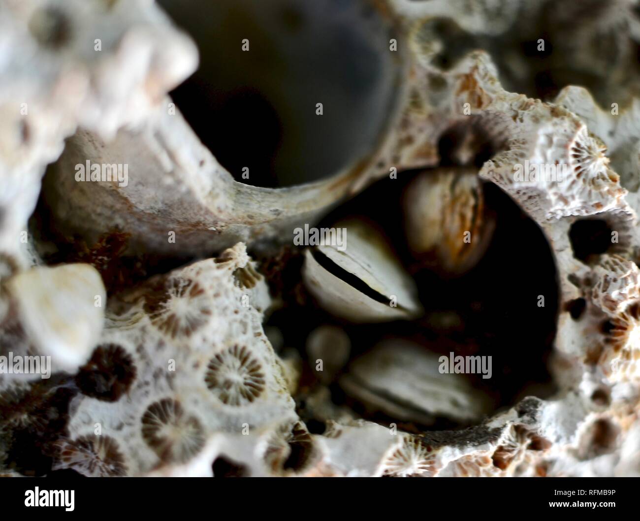 Coral, macro, tropicali, shell, reef, mare, oggetto, marine, design, texture, close-up, esotici, decorazione, isola, acquatici, essiccato, organismo, il Seashell Foto Stock