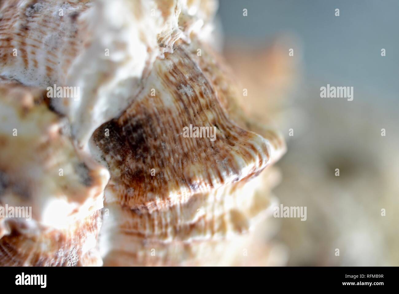 Coral, macro, tropicali, shell, reef, mare, oggetto, marine, design, texture, close-up, esotici, decorazione, isola, acquatici, essiccato, organismo, il Seashell Foto Stock